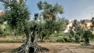 La olivera de Sant Pere Màrtir, en Fuentespalda, es una de las centenarias del Matarraña.