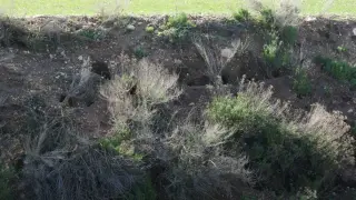 Nidos excavador por conejos junto a un campo de cultivo de Albalate.