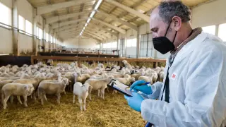 Chema Bello, jefe de Producto de ovino y caprino de Nanta, comprueba el estado de los corderos de la granja de Franco y Navarro.