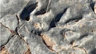 La excavación de un yacimiento de El Castellar exhuma 400 huellas de dinosaurio