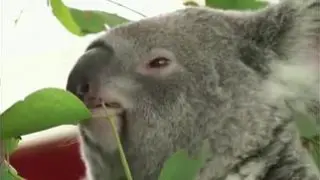 La isla ha perdido alrededor del 30 por ciento de sus Koalas en sólo tres años