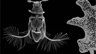 A la izquierda, un escarabajo de ala emplumada (Paratuposa placentis); y a la derecha, el protozoo Amoeba proteus.