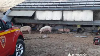 Los bomberos de la DPZ han rescatado alrededor de un centenar de cerdos del camión que ha volcado en Mara.