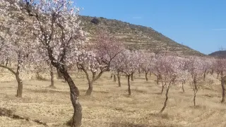 Almendros en flor en Castellote.