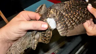Un chotacabras adulto con una pluma de vuelo leucística.