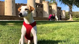 Pipper, el perro turista, en Aljafería, sede de las Cortes de Aragón donde se ha registrado la iniciativa para abrir los bares a los perros.