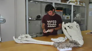 El investigador principal del estudio, Eduardo Puértolas-Pascual, junto a los holotipos de Arenysuchus gascabadiolorum y Agaresuchus subjuniperus y otros cráneos de cocodrilos actuales.