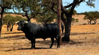 Foto de archivo de un toro de lidia