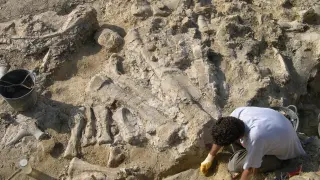 Fósiles de Turiasaurus en el yacimiento de Riodeva.