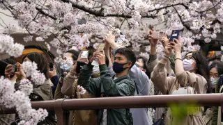 Floración de los cerezos en Japón