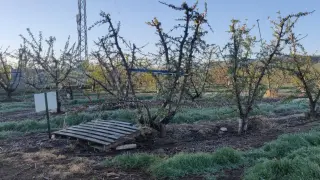 Temperaturas de hasta -6 grados causan estragos en los frutales aragoneses