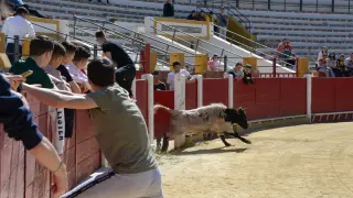 Suelta de becerros en la plaza de toros de Teruel