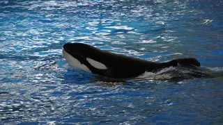 imagen orca