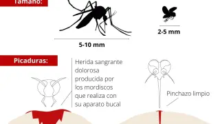 cartela mosquito y mosca negra