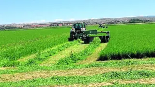 Aunque la campaña ha llegado con retraso por las lluvias, los agricultores están ahora realizando el primer corte del cultivo de alfalfa.