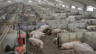 Explotación porcina de Portesa en Singra, una de las más tecnificadas de la provincia.
