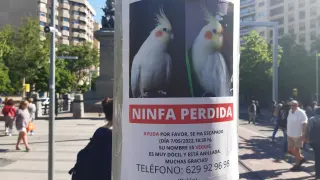 Ninfa desaparecida en Zaragoza
