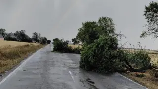 Árboles caídos en la carretera de Berbegal a Peralta