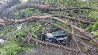 El árbol, de grandes dimensiones, se ha derrumbado sobre dos coches que estaban estacionados frente a la cafetería.