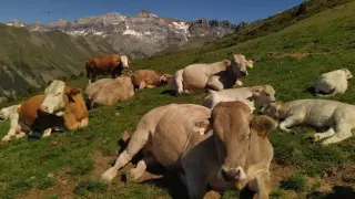La ganadería y la agricultura de montaña pueden ayudar a mantener el paisaje y preservar la biodiversidad.