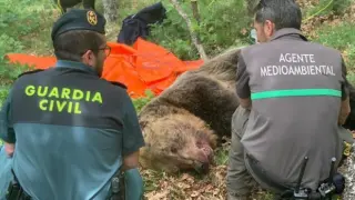 Los agentes de la Guardia Civil encontraron el cadáver del oso