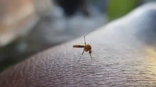 Un mosquito haciendo lo que más le gusta, picarnos.