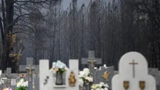 Árboles quemados al fondo del cementerio de Otero de Bodas.