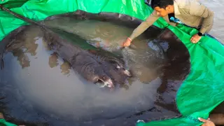 La raya gigante de 300 kilos que fue hallada en en el Mekong, en la isla de Koh Pread.