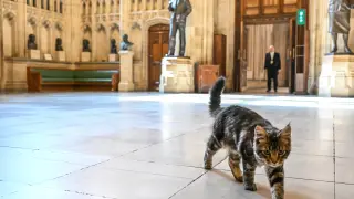 Un gato con nombre de primer ministro se sienta en la Cámara de los Comunes