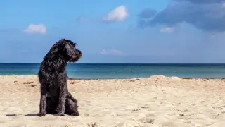 Las playas más cercanas a Zaragoza para ir con perros