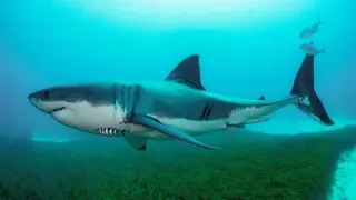 Los tiburones tienen fecundación interna