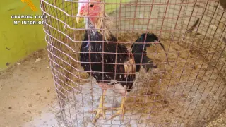 La Guardia Civil encuentra en Alagón un corral de gallos de pelea.