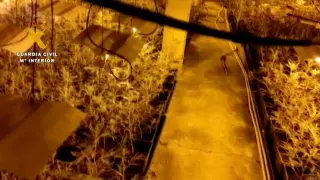 Desmantelada en Caspe una plantación de marihuana