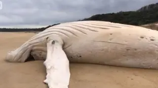 Una de las imágenes de la ballena jorobada compartida por las redes sociales.