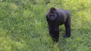 La covid y los gorilas: el riesgo de no estar vacunado
