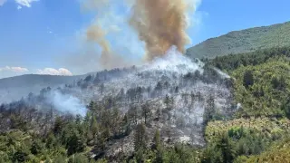 El fuego afecta a una zona de pinar.