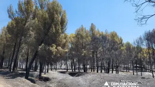 Una zona de bosque calcinada por el incendio de Ateca.