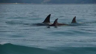 Imagen de archivo de unas orcas