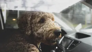 Perro dentro de un coche, en una imagen de archivo.
