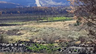 Brotes verdes entre las cenizas de la Sierra de la Culebra, en Zamora.
