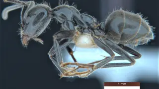 Foto de archivo de una hormiga australiana que hace de "niñera" de la oruga de la mariposa joya de Bulloak, un insecto alado en peligro de extinción.