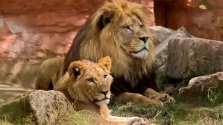 pareja de leones, león, leona