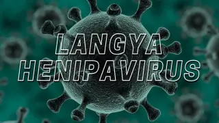 Henipavirus, nuevo virus descubierto en China