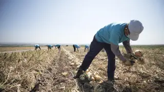 Unos agricultores recogen cebollas de Fuentes de Ebro con D. O.