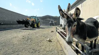 Los tractores, cargando las ovejas muertas de una explotación cercana a Alcalá de Moncayo.