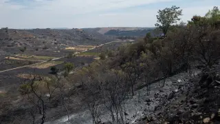 El incendio arrasó una gran extensión de cultivos en la zona.