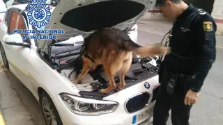 Imagen de archivo de un perro de la Policía buscando droga en un coche.