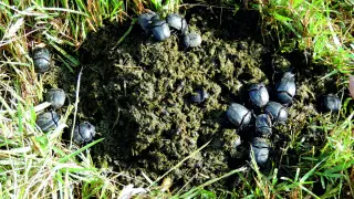 Que haya menos escarabajos, perjudica la recuperación de pastizales.