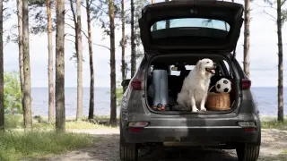 cute-dog-in-car-trunk