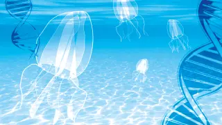 cartela-medusa-inmortal